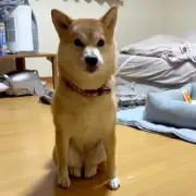 猫化した柴犬とコタツから出ないハスキー、SNSで話題の“おかしな行動”