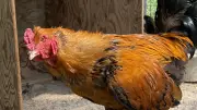 飼育員に飛び蹴りする信州黄金シャモ、勇ましく美しい長野県の地鶏