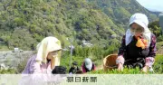 静岡の一番茶荒茶生産量、2年ぶり全国1位に 鹿児島を逆転