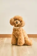 Xで話題の愛犬用スマート首輪「Pawlinq」、開発背景を担当者が語る