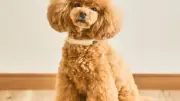 「かわいい」「尊い」とXで話題の愛犬用スマート首輪、開発背景を担当者が語る
