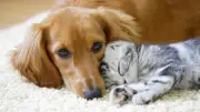 女性が「付き合いたくない」と瞬時に判断…海外研究が暴いた「モテない男性」が飼うペット