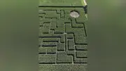 夏恒例の巨大迷路、福島・岩瀬牧場のトウモロコシ畑に登場