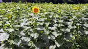 ヒマワリ祭り、開花遅れでつぼみ目立つ　上三川町で22日開幕