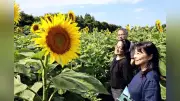 矢巾のひまわりパーク、20万本が黄色に染める見頃