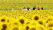 ヒマワリ200万本、丘一面に輝く　北海道・北竜で見頃…国内最大級23haの畑