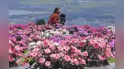 滋賀・びわこ箱館山でサンパチェンス見頃、ピンクの花が琵琶湖一望の山を彩る