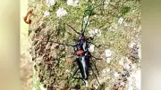 クビアカ捕殺1431匹、高崎市の報奨金事業に殺到