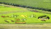 高山村で田んぼアート復活、今月下旬まで楽しめる 道の駅から見学可能
