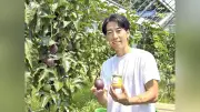 館山に移住、パッションフルーツ栽培が軌道に 梁さん、独自の完熟手法でブランド化