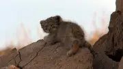 『劇場版ダーウィンが来た！』世界猫の日に予告解禁、ネコ科40種超
