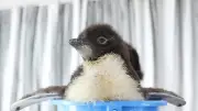 ミナミイワトビペンギンの赤ちゃん3羽誕生、海遊館で愛らしい姿公開