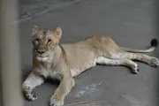 多摩動物公園でライオン3頭死ぬ、暑熱による影響か 他に重症個体も