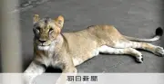 東京都は3日、多摩動物公園のライオン3頭が暑さの影響で相次ぎ死亡したと発表、展示とライオンバスを当面中止