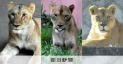 猛暑の東京でライオン3頭死ぬ、識者「二つの不幸」と警鐘