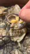 スーパーのアサリから出てきた小さなカニ「ピンノ」が話題に