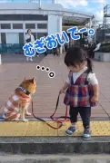 2歳児にリードを引かれ“拒否柴”発動、疲れて座り込む柴犬に4.2万いいね