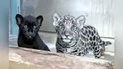 双子ジャガー誕生、名前を募集 愛媛県立とべ動物園