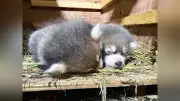 鯖江・西山動物園で双子のレッサーパンダ誕生、計12匹に