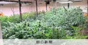 食料品工場跡で大麻草1083株栽培、男2人を再逮捕 北海道警