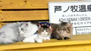 芦ノ牧温泉駅で猫駅員見習い2匹が修業中 週末は3匹態勢