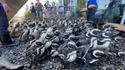 うみがたりのペンギン100羽が一斉ダッシュ、動画が20万いいね突破