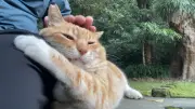 散歩中に出会った茶白猫、膝の上でまったりなでなでされる動画が110万回再生
