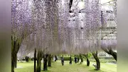 全国最多品種のフジを誇る岡山・和気町の藤公園、開園以来の大規模改修に着手へ