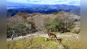 温暖化でシカ生息域拡大、伊吹山で土石流被害 マダニ感染症拡大の懸念も