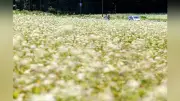 そばで見てね 北海道・幌加内の新着記事