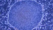 iPS細胞とは？皮膚から万能細胞を作る仕組みと再生医療への応用