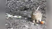 「ウサギの島」でイノシシがウサギ襲う、過剰な餌やりが生態系に異変