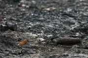 森林火災で露呈した第2次大戦の砲弾、仏村で処理完了