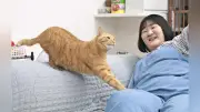 ヨネダ2000・愛、生まれつきのかぎしっぽが幸運を呼んだ愛猫かぼす お出迎えジャンプや100円のおもちゃ事情も