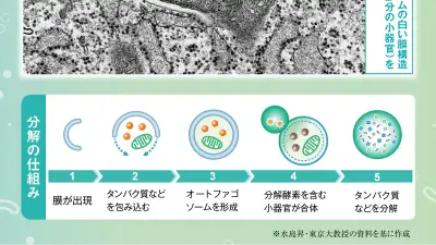 オートファジーで老化に挑む吉森保氏、健康長寿への応用と壁を語る
