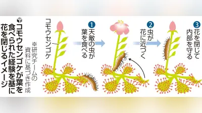 食虫植物コモウセンゴケ、葉の食害経験を記憶し花を閉じる防御を確認