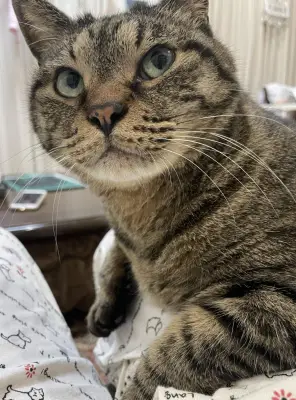 保護10年目の猫が初めて膝に！先住猫の死がきっかけ？SNSで13万いいね