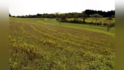 シカ食害でコスモス30万株ほぼ全滅、長野・佐久の大コスモス園