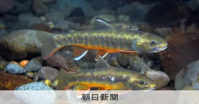 絶滅危惧種オショロコマ、水温上昇で知床の川から消える恐れ 北大研究