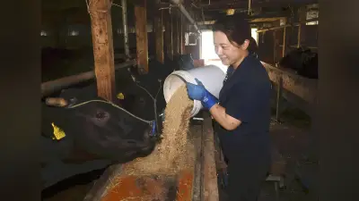 ニンニク飼料の和牛「大蒜和牛」販売開始、健康とおいしさ両立へ