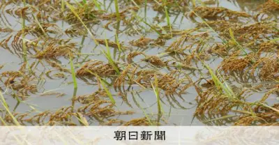 北陸豪雨から1週間、田んぼ冠水続く「収穫はもう…」農家悲痛