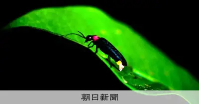 ゲンジボタル7割超が「よそ者」　都内で遺伝子解析、放流の影響か