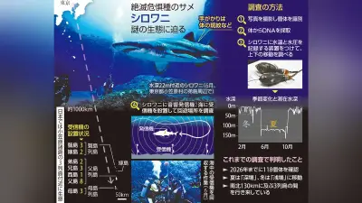 小笠原のシロワニ保護へ生態調査、発信機で移動確認