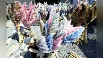 愛媛・東温市でパンパスグラス乾燥作業、鮮やかな色合い楽しむ