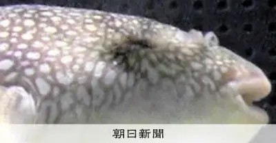 フグが目をつむる仕組み解明、体を膨らます行動と関連 下関の水族館が国際学術誌に発表