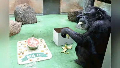 敬老の日、高知の動物園でチンパンジー「タロー」に「寿」スイカをプレゼント
