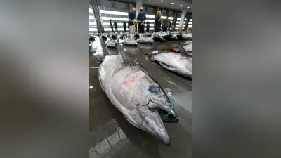 「三陸塩竃ひがしもの」今季初出荷、塩釜市魚市場で競り