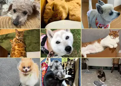 シニア犬猫川柳2026入選作品発表、7歳以上対象に「あるある」「ごはん」「ハートフル」部門で募集
