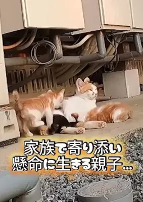 子猫連れで現れた母猫との約束から4年…手作り「お家」完成に9.7万いいね
