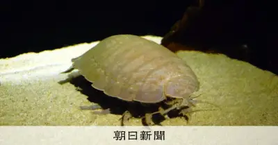 鳥羽水族館にタイワンダイオウグソクムシ、2匹展示開始 生態に謎